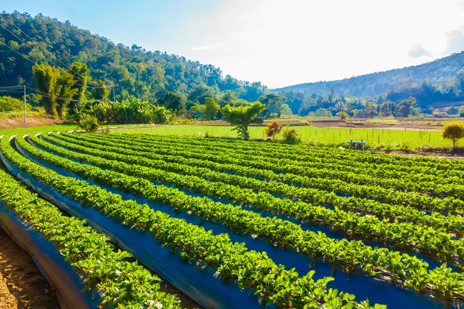 Agriculture technology solutions engineered by Agnotic