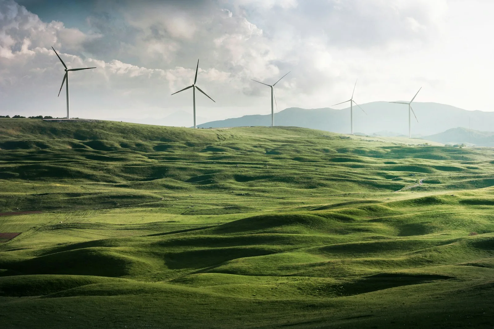 Forest landscape representing carbon sequestration