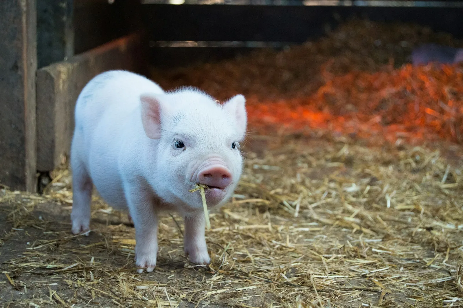 IoT-Enabled Smart Livestock Monitoring